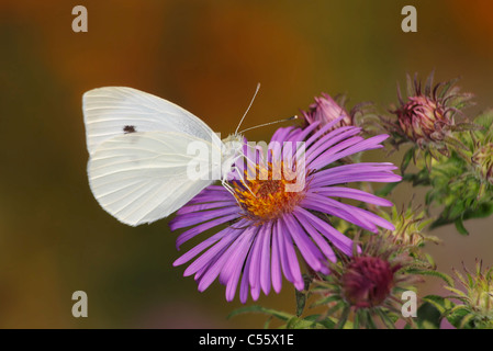 Una piccola farfalla, il cavolo bianco su un Alpine Fiore Aster, Sarcococca rapae Foto Stock