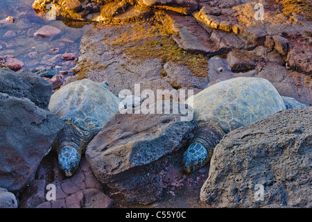 Le tartarughe di mare sulla costa, Kahana, Maui, Hawaii, STATI UNITI D'AMERICA Foto Stock