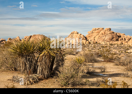 Il cactus e le formazioni rocciose in un deserto, Joshua Tree National Monument, CALIFORNIA, STATI UNITI D'AMERICA Foto Stock