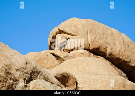 Desert Bighorn (Ovis canadensis nelsoni ) in piedi su una roccia, Joshua Tree National Monument, CALIFORNIA, STATI UNITI D'AMERICA Foto Stock