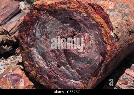 Un grande segmento di un impietrito tronco di albero Foto Stock