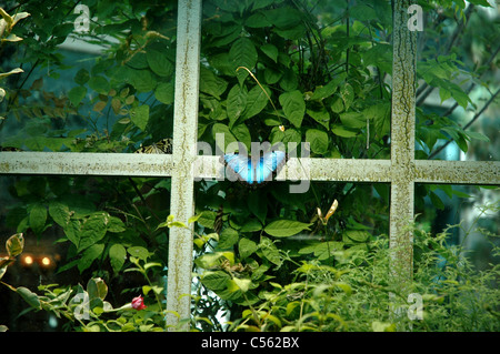 Una farfalla terre sulla finestra di una casa delle farfalle nel conservatorio di Bellagio e Giardini Botanici. Foto Stock