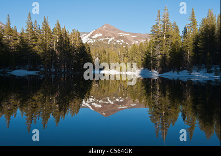 La riflessione in piccolo stagno di Mt. Gibbs, del parco nazionale Yosemite in California Foto Stock