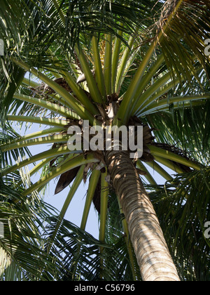 Albero di cocco, pianta tropicale, Foto Stock