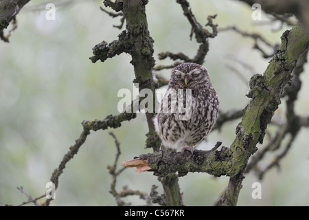 Civetta (Athene noctua) appoggiato su di un ramo morto a molla Foto Stock