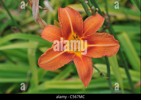 Daylily arancione - Bruno Daylily - Fosso Giglio - Tiger (Daylily Hemerocallis fulva) Fioritura in estate Foto Stock