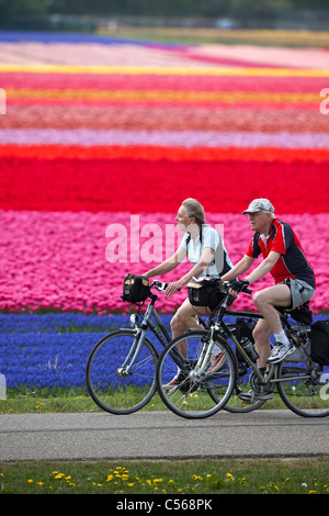 I Paesi Bassi, Egmond , Fiore e campi di tulipani. Coppia senior, uomo e donna, ciclismo. Foto Stock