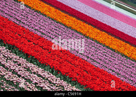 I Paesi Bassi, Vogelenzang, fiore e campi di tulipani. Foto Stock