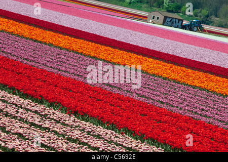 I Paesi Bassi, Vogelenzang, fiore e campi di tulipani. Foto Stock