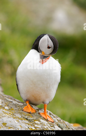 Atlantic puffini, Fratercula arctica. Sulla lunga nel Treshnish Isles, Scotland, Regno Unito. Foto Stock