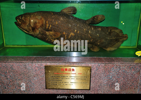 Un esemplare di Coelacanthus (Latimeria chalumnae) modello visualizzato in un serbatoio. Pechino, Cina. Foto Stock