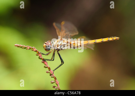 Femmina Dropwing viola (Trithemis annulata) Foto Stock