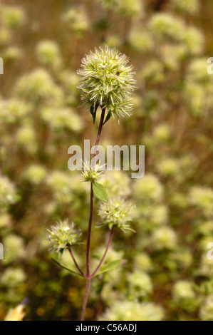 Legno spagnolo maggiorana (Thymus mastichina) Foto Stock