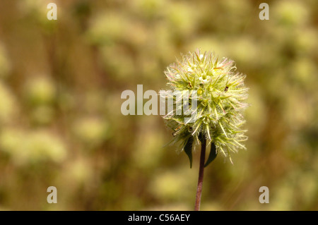 Legno spagnolo maggiorana (Thymus mastichina) Foto Stock