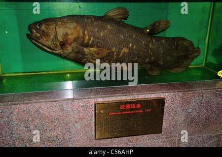 Esemplare di Coelacanthus (Latimeria chalumnae) esemplari nel display. Pechino, Cina. Foto Stock