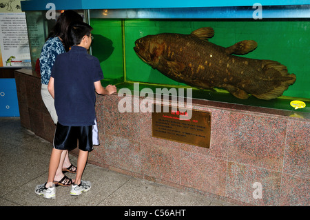 I visitatori di prendere uno sguardo più da vicino all'esemplare di Coelacanthus (Latimeria chalumnae) esemplari nel display. Pechino, Cina. Foto Stock