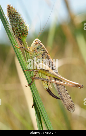 Femmina bussola scuro cricket (Pholidoptera sabulosa) Foto Stock