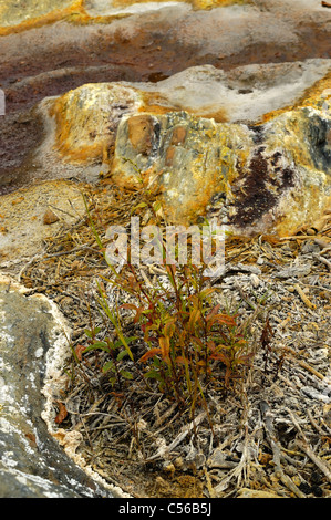 Redshank (Polvcronum persicaria) cercando di prosperare in ambiente inquinato. Foto Stock