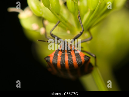 Graphosoma lineatum Foto Stock