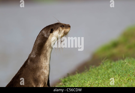 Rivestimento liscio Otter guardando lontano Foto Stock