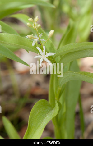 Maianthemum stellatum aka Smilacina stellata. Foto Stock