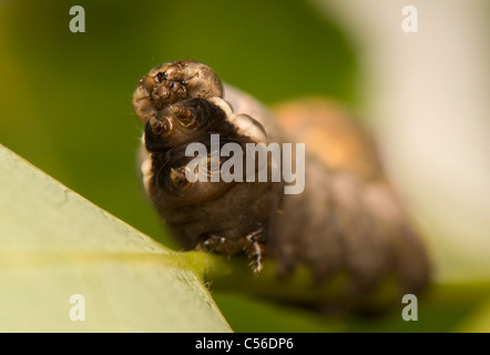 Notodonta torva Foto Stock