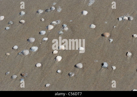 Muscheln am Strand - conchiglia di mare sulla spiaggia Foto Stock