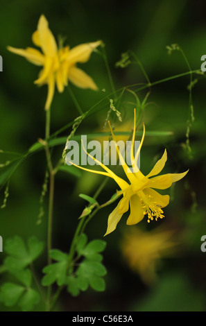 Golden aquilegia alpina, (Aquilegia chrysantha), cresce sul Monte Lemmon, Santa Catalina Mountains, Deserto Sonoran, Arizona, Stati Uniti. Foto Stock