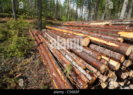 Piccola pila di abete rosso appena tagliato (picea abies) tronchi o legno di legno di legno, Finlandia Foto Stock