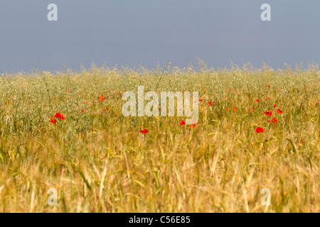 Avena selvatica e di papavero che cresce in un campo di orzo Foto Stock