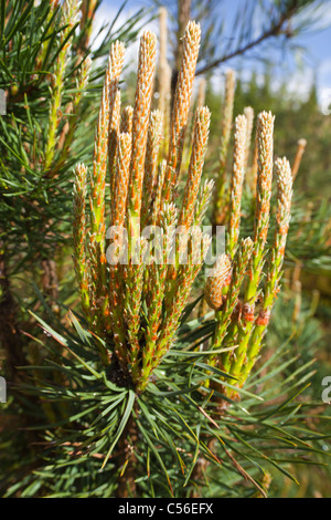 Pino ( pinus sylvestris ) crescita annuale , Finlandia Foto Stock