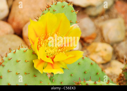 Opuntie - opuntia 16 Foto Stock