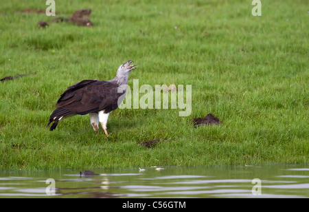 Testa Grigia pesce Eagle tossing fish Foto Stock