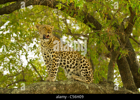 Leopard seduto in un albero in Botswana dell Area Linyanti Foto Stock