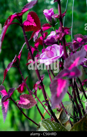 Bellissimo tessuto artificiale fiori sono sul display in un tempio buddista in Thailandia. Foto Stock