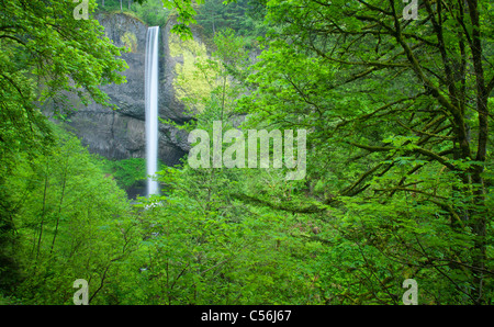 Latourell Falls, Guy W. Talbot parco statale, Columbia River Gorge National Scenic Area, Oregon Foto Stock