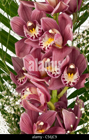 Bouquet di orchidee viola su sfondo bianco Foto Stock