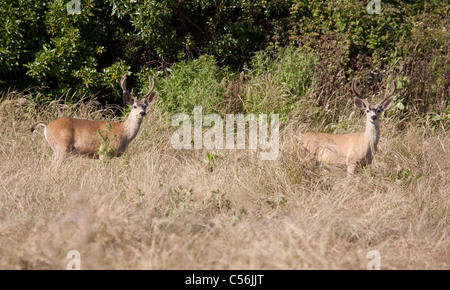 Due Mule Deer Bucks Foto Stock