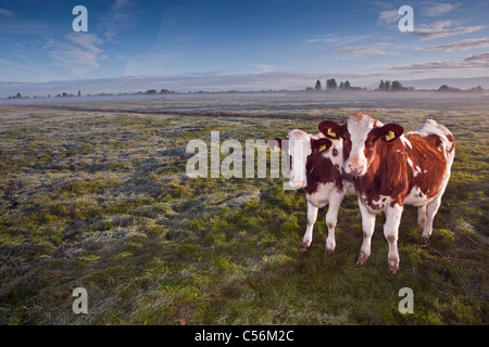 I Paesi Bassi, Nederhorst den Berg. Le mucche in nebbia di mattina. Sunrise. Foto Stock