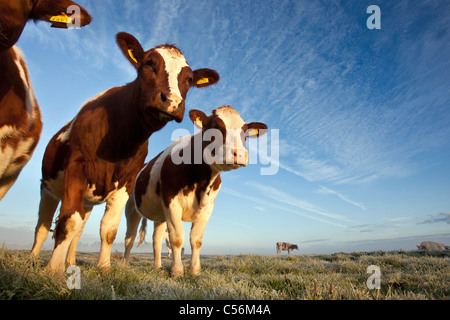 I Paesi Bassi, Nederhorst den Berg. Le mucche in nebbia di mattina. Foto Stock