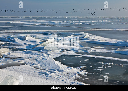 I Paesi Bassi, Oosterdijk, inverno, neve vista sul lago ghiacciato chiamato IJsselmeer. Gli uccelli foraggio. Foto Stock