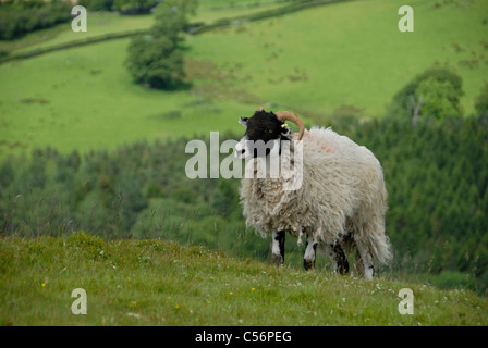 Di fronte nera pecora su ripide Lake District hillside Cumbria Regno Unito Foto Stock