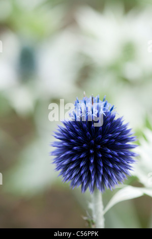 Echinops ritro veitchs . Globe thistle fiore in un giardino inglese Foto Stock