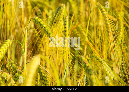 Roggenfeld - campo di segale 11 Foto Stock