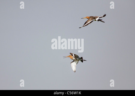 I Paesi Bassi, Callantsoog, nero-tailed godwit. Foto Stock