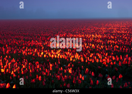 I Paesi Bassi, Eenigenburg, tulip campo illuminato da luci auto. Foto Stock