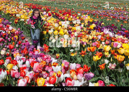 I Paesi Bassi, Julianadorp, campo di tulipani. Ragazza a caccia di fiori. Foto Stock