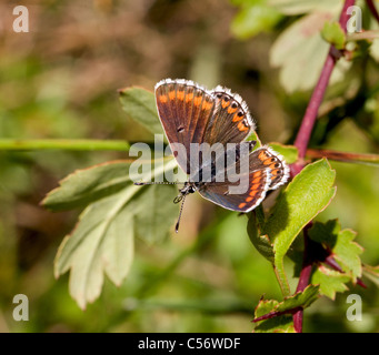 Brown Argus Butterfly Aricia agestis femmina con proboscide parzialmente esteso Mendips Somerset Foto Stock