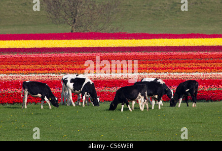 I Paesi Bassi, Oterleek, mucche nella parte anteriore del campo di tulipani. Foto Stock