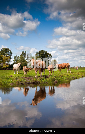 I Paesi Bassi, Weesp, vacche e vitelli. Foto Stock